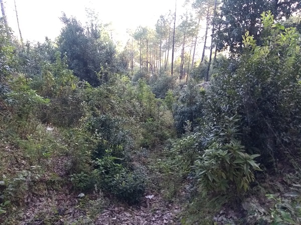Uttarakhand Forests
