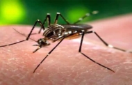 उत्तराखण्ड में डेंगू नियंत्रण : हाईकोर्ट की केन्द्र व राज्य  सरकार को एडवाइजरी जारी