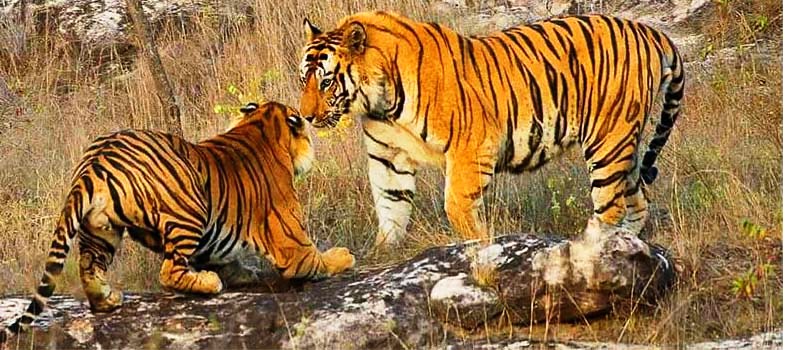 50 सालों में देशभर से बाघों का अस्तित्व खत्म हो जायेगा !