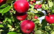 बदलते मौसम के कारण हिमालय में सेब की दो प्रजातियाँ लुप्तप्राय