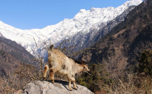 सियारों को जूठन में पलने का श्राप