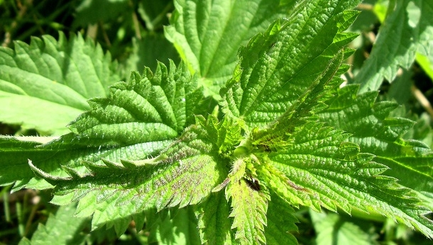 एक चमत्कारी पौधा सिसूण, कनाली उर्फ़ बिच्छू घास