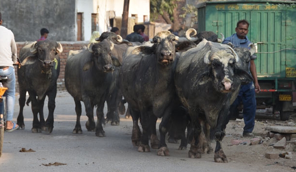 गैरीगुरु की पालिटिकल इकानोमी : अथ चुनाव प्रसंग