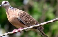 डेन्यूब किनारे हिमालय का पक्षी : बटरोही की कहानी