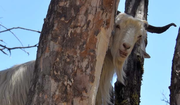 बा-बा ब्लैक शीप में बा का मतलब