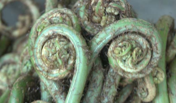 लिंगुड़ा: बरसात के मौसम की स्वादिष्ट पहाड़ी सब्जी