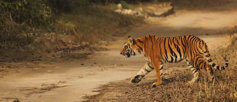 इंटरनेशनल टाइगर डे: 442 बाघों के साथ उत्तराखंड तीसरे स्थान पर