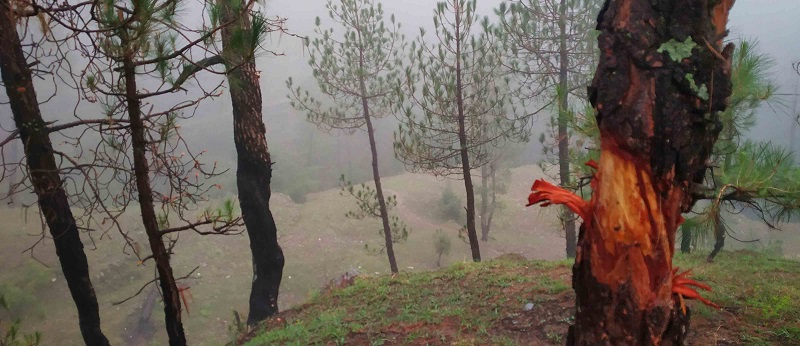 फ्रेंड ऑफ विंटर कहा जाने वाला चीड़ जंगलों का दुश्मन कैसे बना