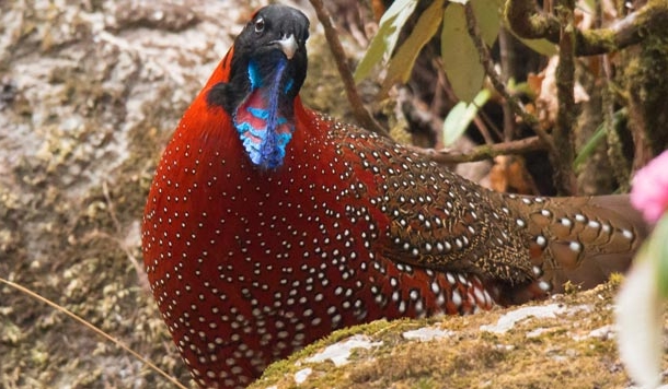 हिमालय की सुन्दरतम चिड़ियों में एक है सेटर ट्रेगोपन : सुरेन्द्र पवार का फोटो निबंध