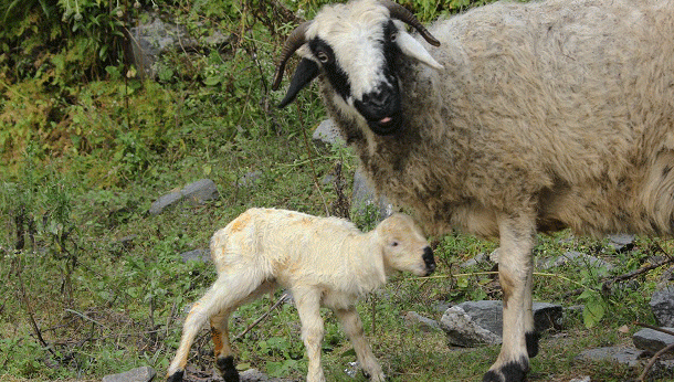 भ्रूण संभवतः दुनिया की सबसे मजबूत और शक्तिशाली नींव है