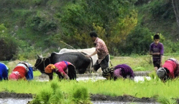 हल चलाना, नौले से फौले में पानी भरकर लाना और घोघे की रोटी मक्खन, नून के साथ खाना