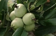 हल्द्वानी में सेब के पेड़ पर फल लगना विशेषज्ञों के लिए शोध का विषय हो सकता है