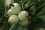 हल्द्वानी में सेब के पेड़ पर फल लगना विशेषज्ञों के लिए शोध का विषय हो सकता है