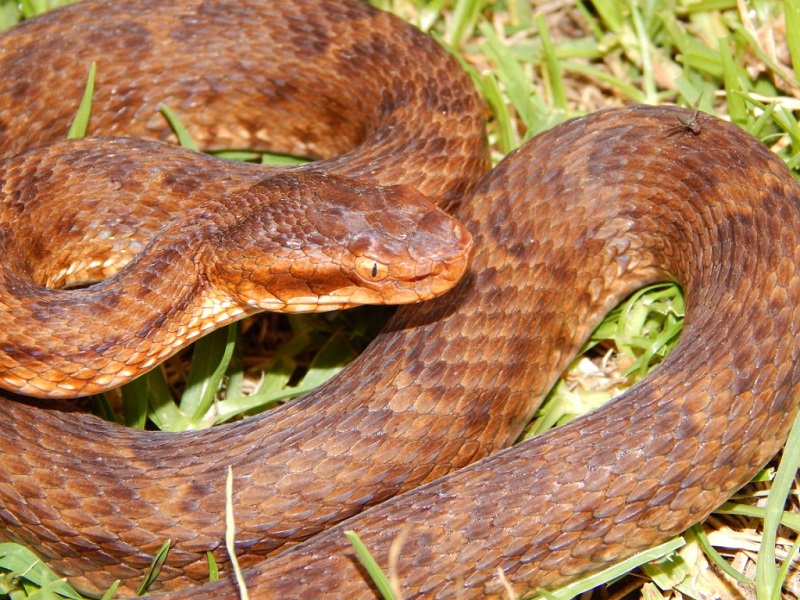 Species of snakes in Mukteshwar
