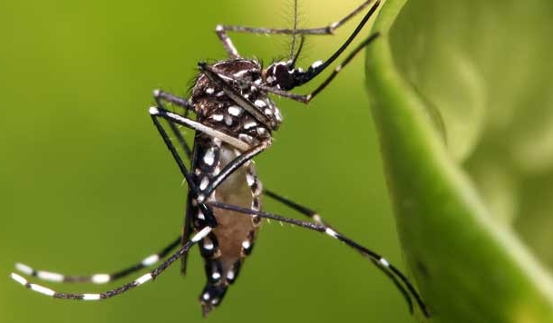 क्या आप जानते हैं डेंगू कितने प्रकार का होता है
