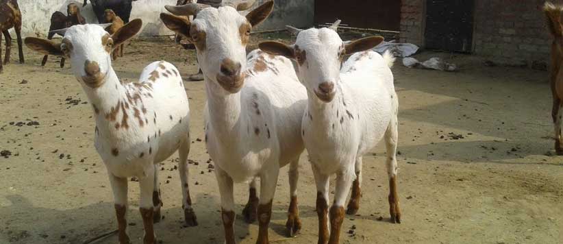 हल्द्वानी में बकरी का दूध 800 रुपया प्रति लीटर