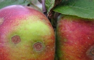सरकारी लापरवाही से उत्तराखंड में 80 प्रतिशत सेब ख़राब और सरकार मना रही है एप्पल फेस्टिवल