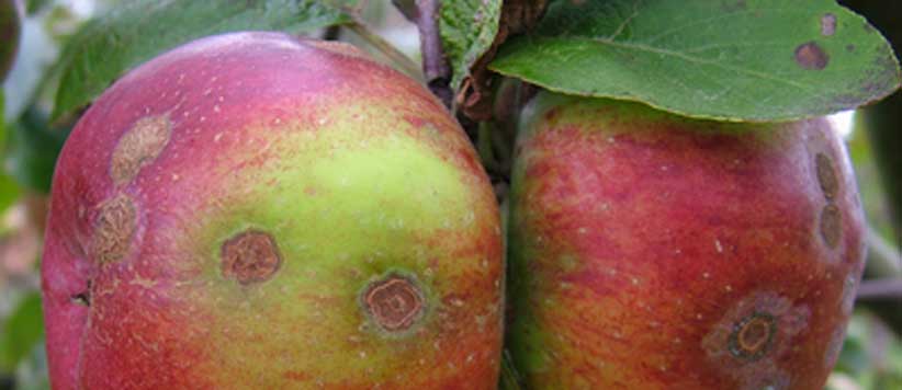 सरकारी लापरवाही से उत्तराखंड में 80 प्रतिशत सेब ख़राब और सरकार मना रही है एप्पल फेस्टिवल