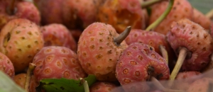 Rare Uttarakhand Fruit Bamor