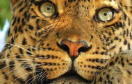 फ्वां बाघा रे वाले खतरनाक नरभक्षी बाघ की असल रोमांचक दास्तान