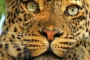फ्वां बाघा रे वाले खतरनाक नरभक्षी बाघ की असल रोमांचक दास्तान