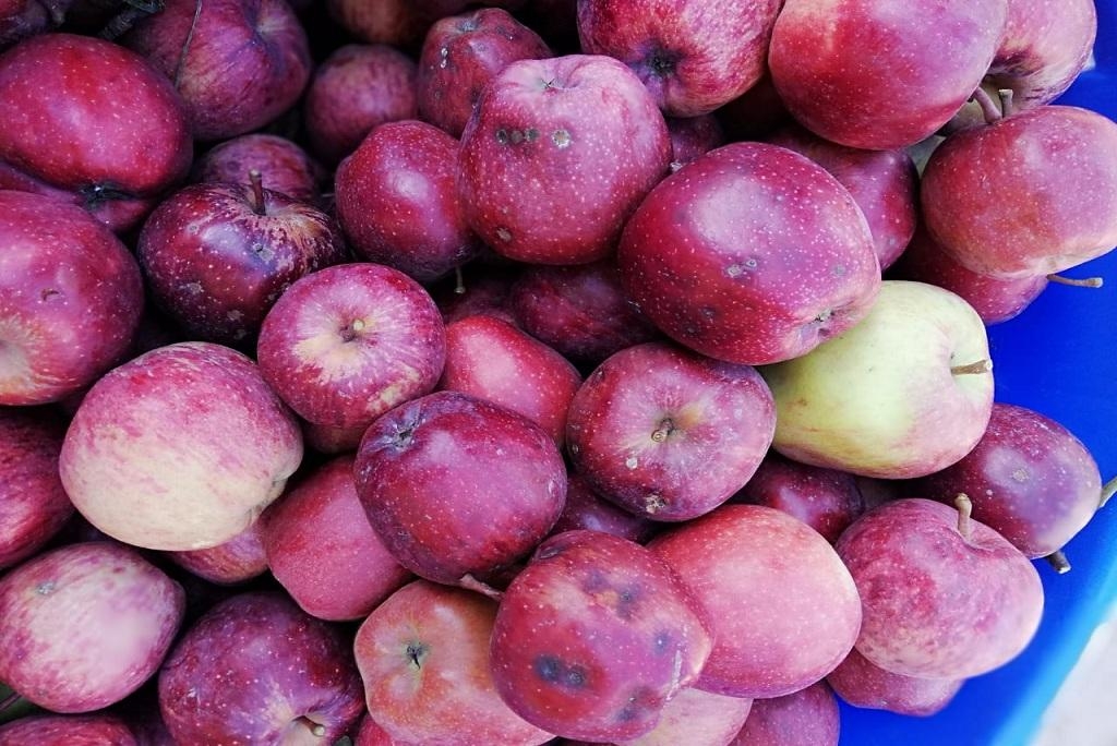 Apple of Uttarakhand suffers from Disease
