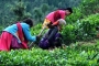 जब कलकत्ता से दो हजार चाय के पौधों की पहली खेप कुमाऊं पहुंची