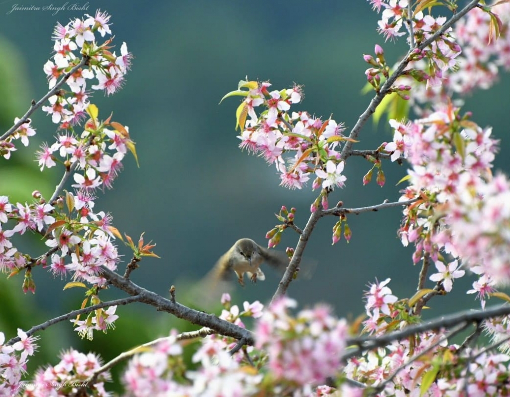 Cherry Blossom in Kasaradevi