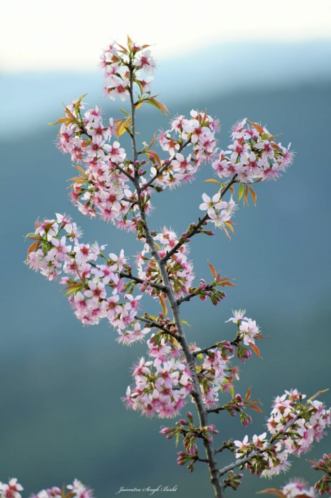 Cherry Blossom in Kasaradevi