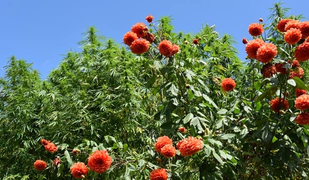 नखलिस्तान - गीता गैरोला की कहानी स्मिता कर्नाटक की आवाज में