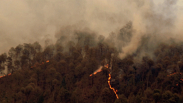 उत्तराखण्ड के जंगलों को जलने से रोका जा सकता है