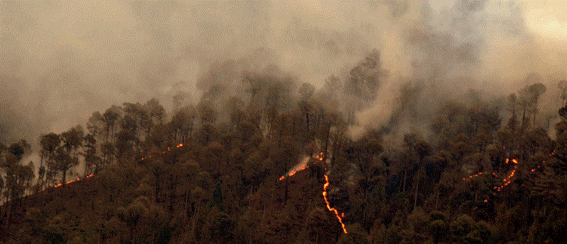 उत्तराखण्ड के जंगलों को जलने से रोका जा सकता है