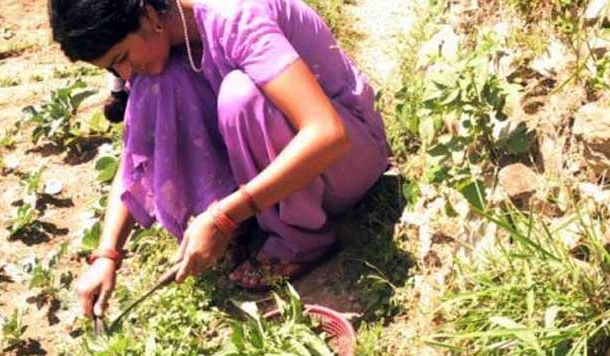 आज होती सीमांत की अनोखी बिच्छू घास लगाने वाली बैशाखी