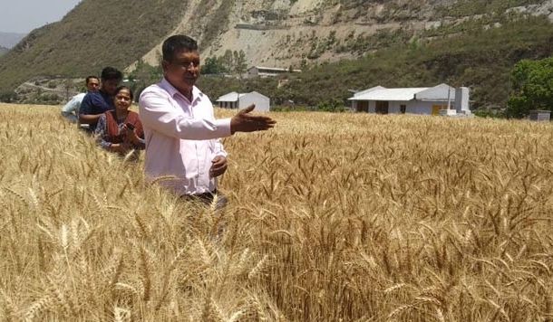 गेहूँ की नई नस्ल पैदा कर देने वाले उत्तराखण्ड के किसान योद्धा नरेन्द्र सिंह मेहरा से मिलिए