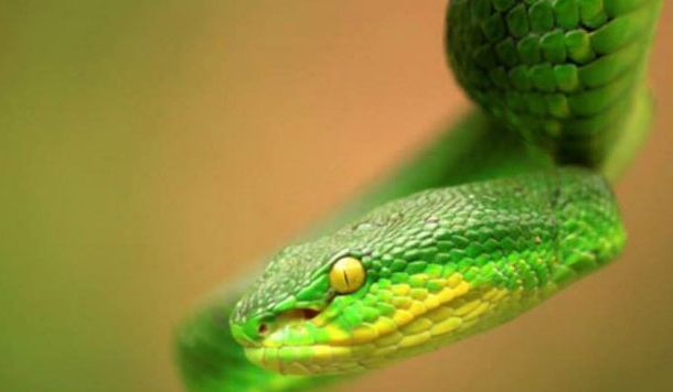 लॉकडाउन के बाद खेतों में दिखने वाले बेहद शर्मीले सांप