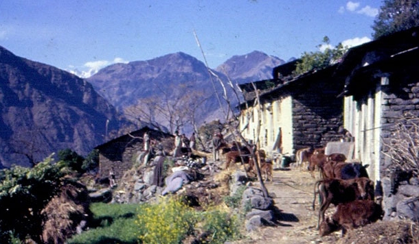 पहाड़ की घास जो पशुओं के प्यारी है