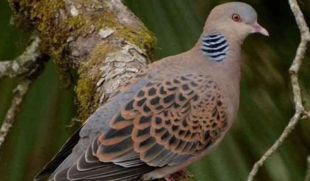 गीत-लोकगीत की सीमारेखा मिटाने वाला गीत : घुघूती घुरूण लगी म्यारा मैत की