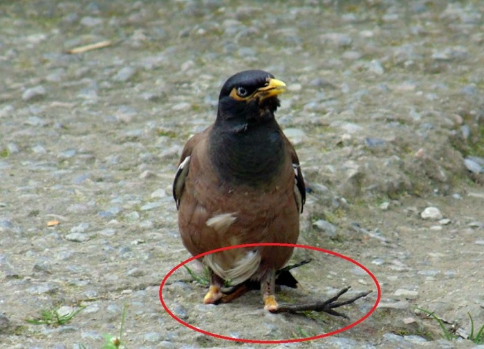 Unknown bird disease in nainital