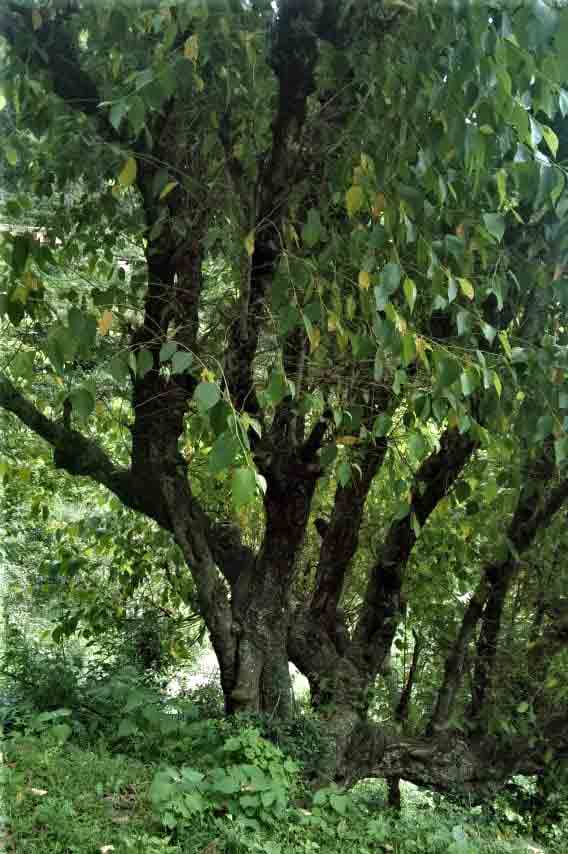 Bhekua Tree Importance of flora in Uttarakhand