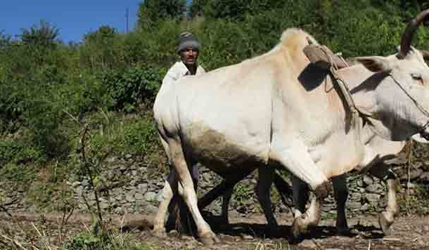 उन दिनों सैकड़ों लोग बटाईदारी से पालते थे परिवार