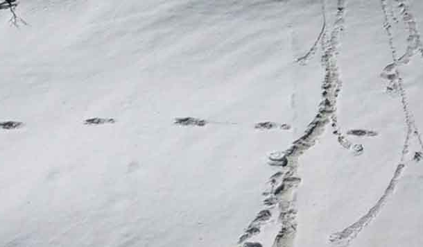 उत्तराखंड में हिम मानव 'येति' के निशान