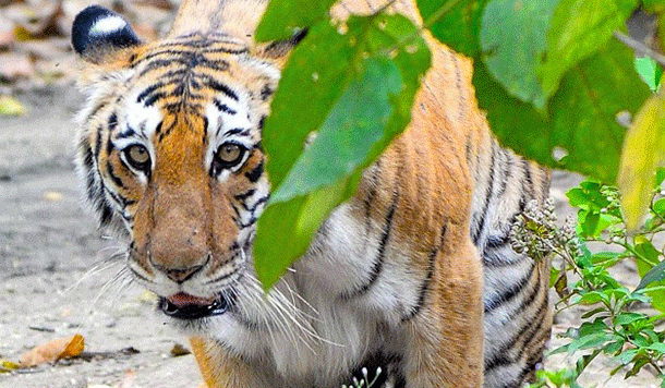 एक थी शर्मीली