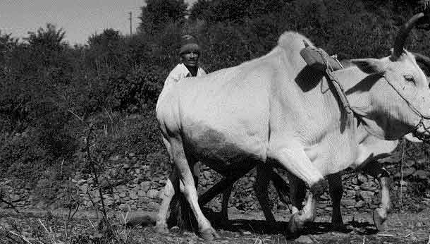 बहुत भरोसेमंद था रमुआ बल्द