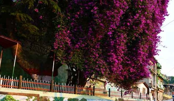 अल्मोड़ा के 'फूलों वाले पेड़' की याद में