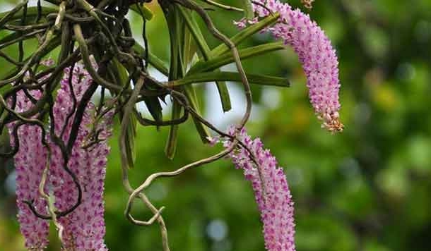 उत्तराखंड की वादियों में द्रोपदी के गजरे में सजने वाला फूल