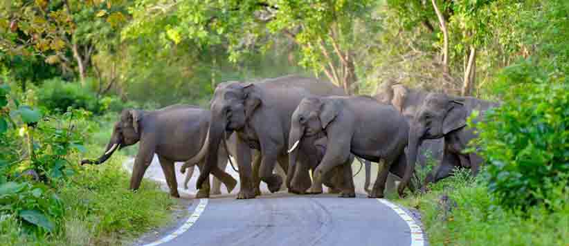 विश्व हाथी दिवस के मौक़े पर जानते हैं इनके बारे में