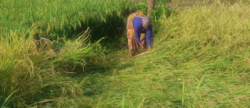 Someshwar Valley Rice Cultivation