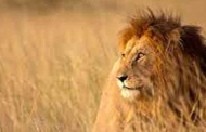 जंगल का राजा शेर क्यों, कभी सोचा?