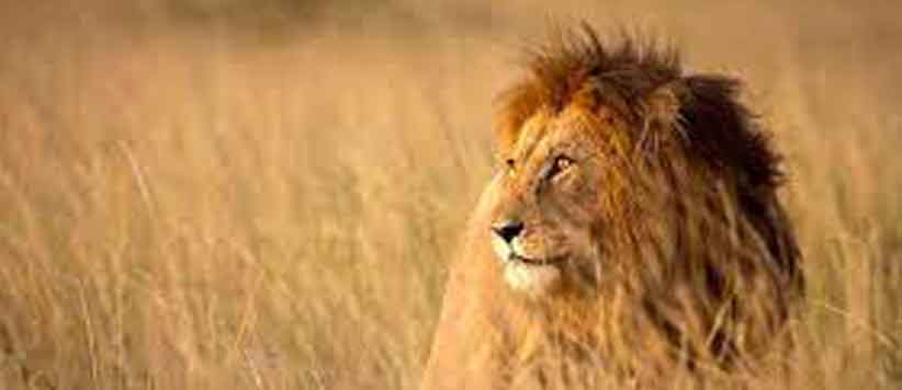 जंगल का राजा शेर क्यों, कभी सोचा?