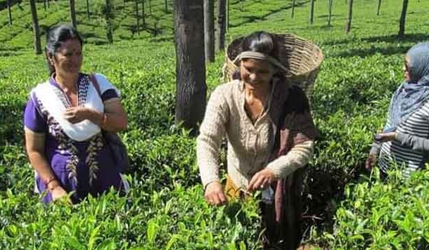 अंग्रेजों के ज़माने की चाय की फसक पराव